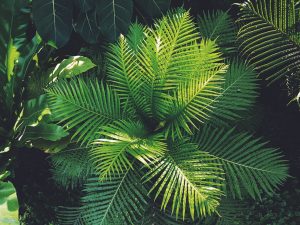 Vibrant green ferns captured in a lush Berlin garden setting, showcasing natures beauty